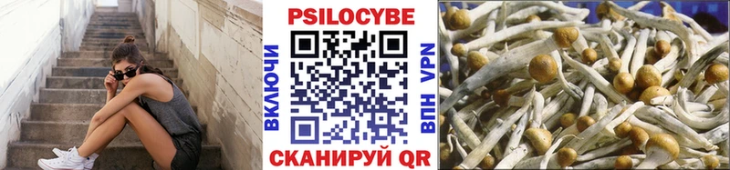 Псилоцибиновые грибы Cubensis  Вязники 
